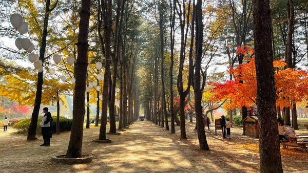 Nami Island: Um refúgio encantador na Coreia do Sul